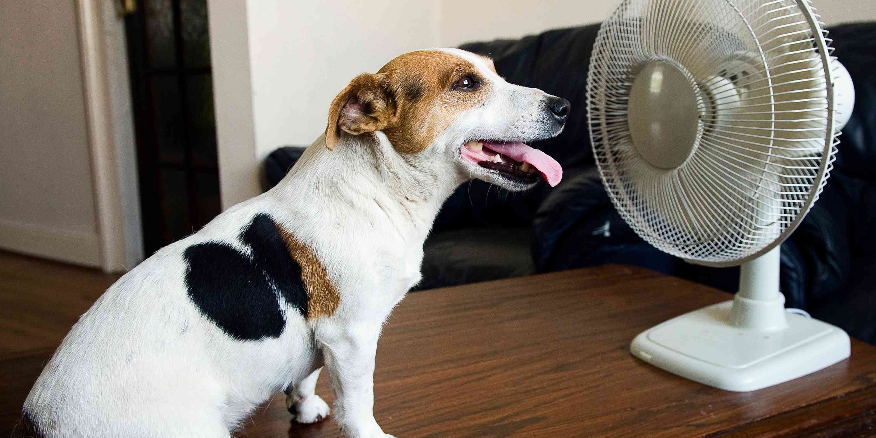 How to Keep Your Dog Cool in the Summer Peterborough West Animal Hospital
