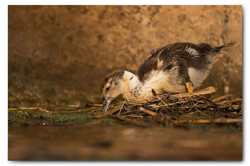 Golf course ducks Wildlife Photographer