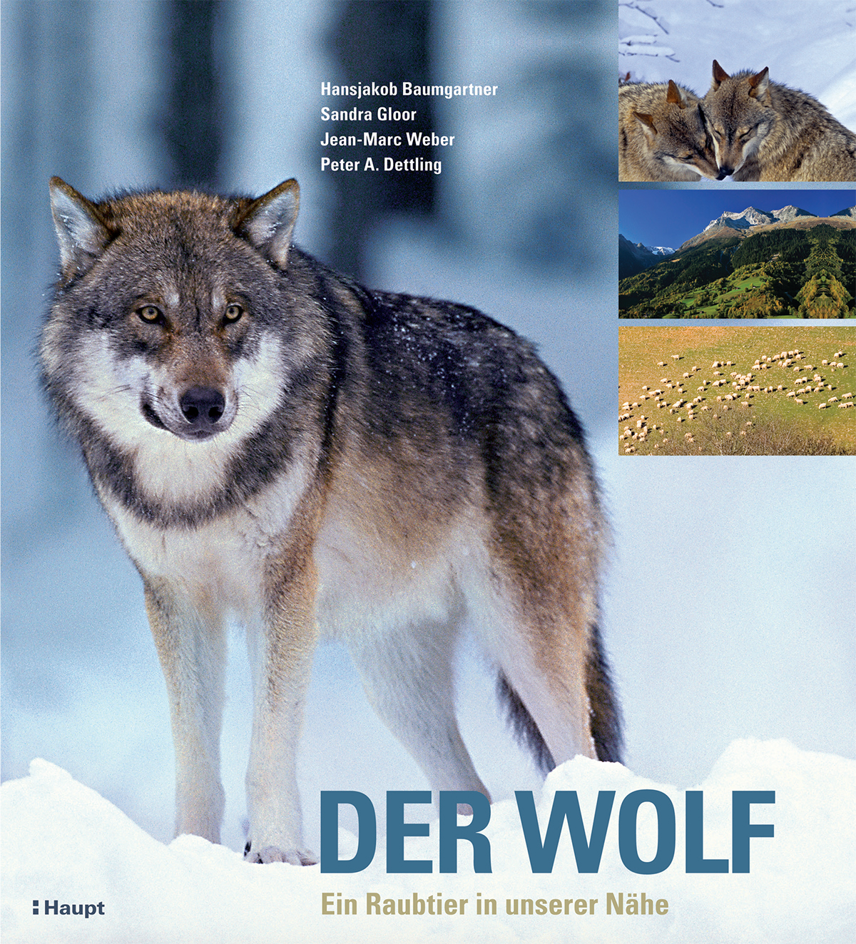 Einmal um die Sonne mit den Calanda Wölfen