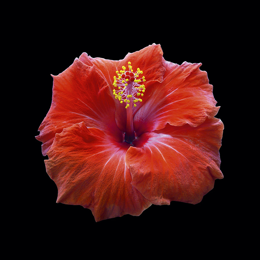 flowers ramstein optik by peter gartmann + sabina roth