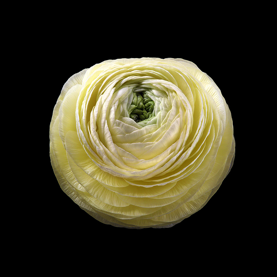 flowers ramstein optik by peter gartmann + sabina roth