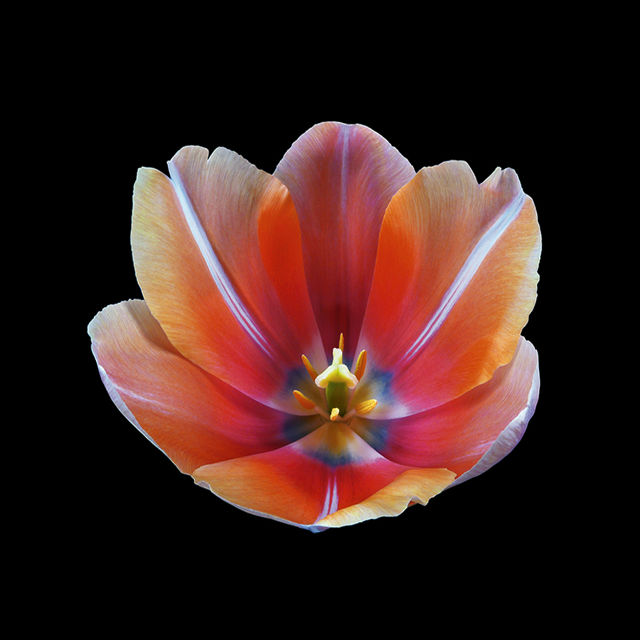 flowers ramstein optik by peter gartmann + sabina roth