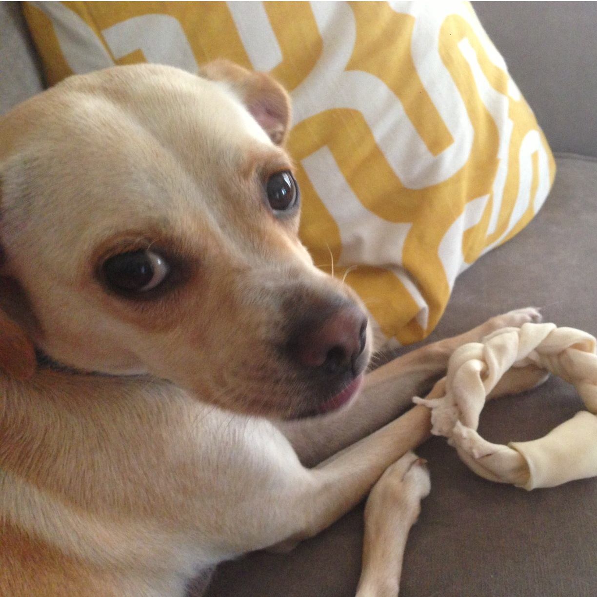 Pet Friendly Hotels Top Resorts that Pamper You and Your Dog