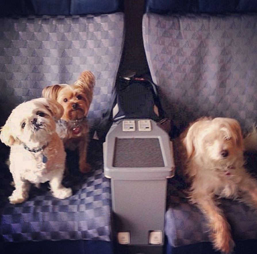 Travel Tip Airports With Relief Areas for Pets