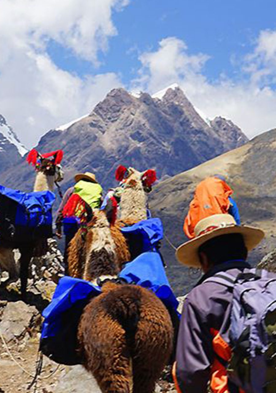 Llama Hiking Travel Trend Peter Greenberg Travel Detective