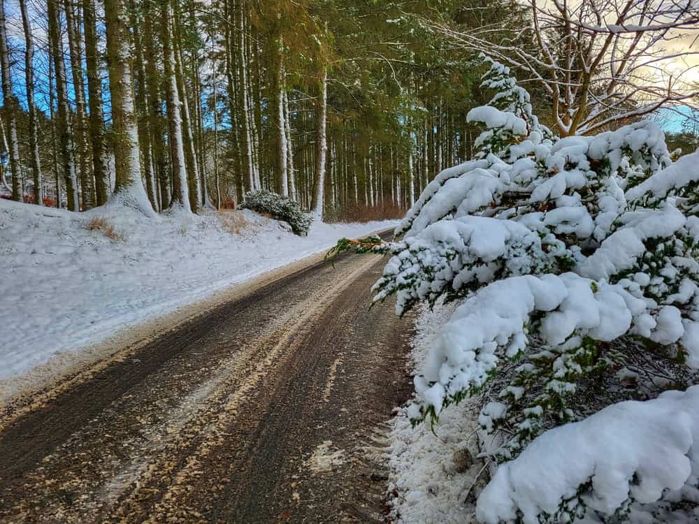 A Great Snowy Aden Country Park 17.01 Peterhead Gallery
