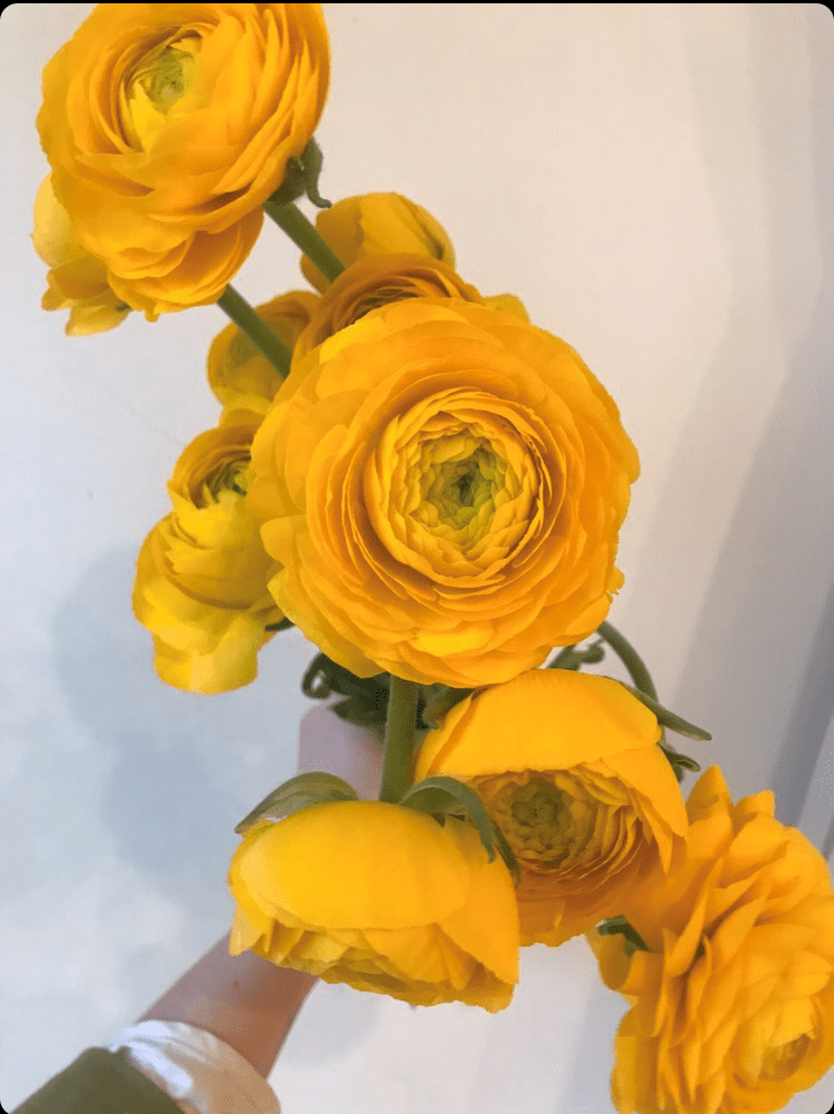Ranunculus, Yellow Peterkort Roses