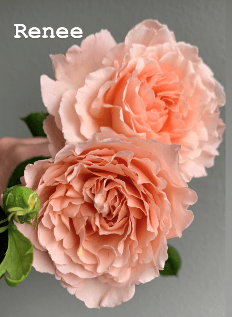 Renee Peterkort Roses