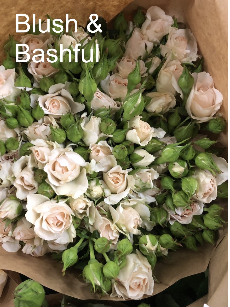 Blush and Bashful Peterkort Roses
