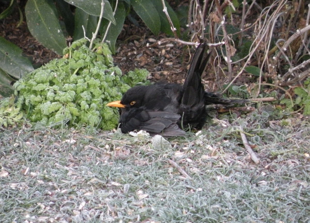 Zähe Amsel Peters Blog