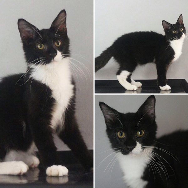 Kucing Maine Coon Page 2 Kucing Ponco Playground by Agege Saputra