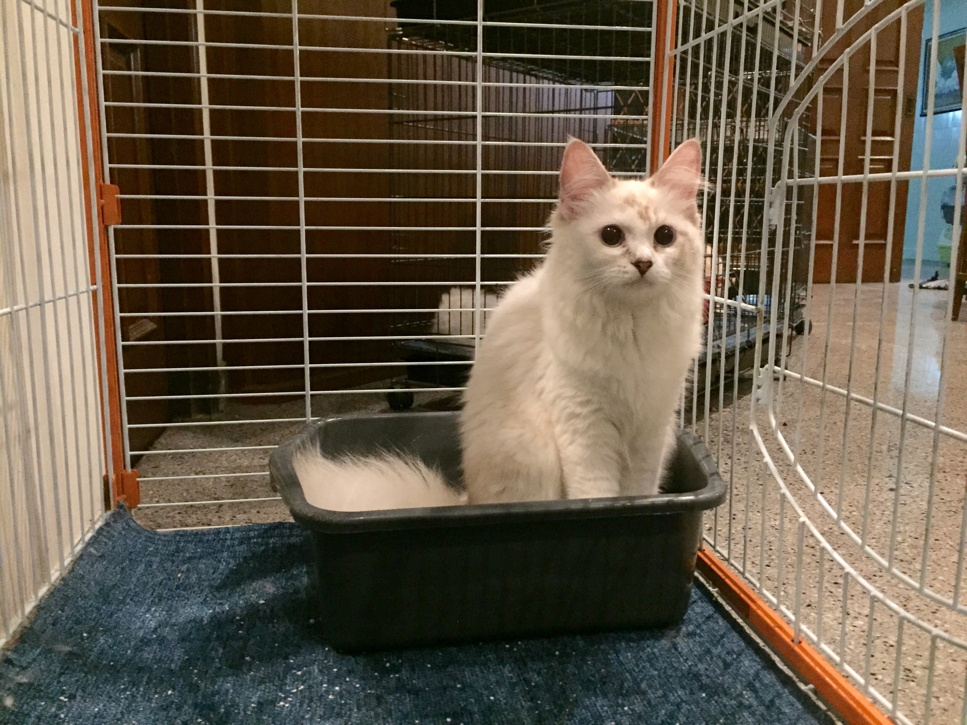 Jual Kucing Persia Warna Cream Lucu Kucing Ponco Playground By