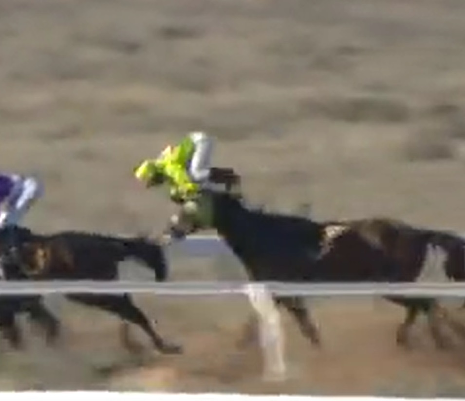 Who Ever Said Jockeys Were Paid Too Much A FourLegged Lottery