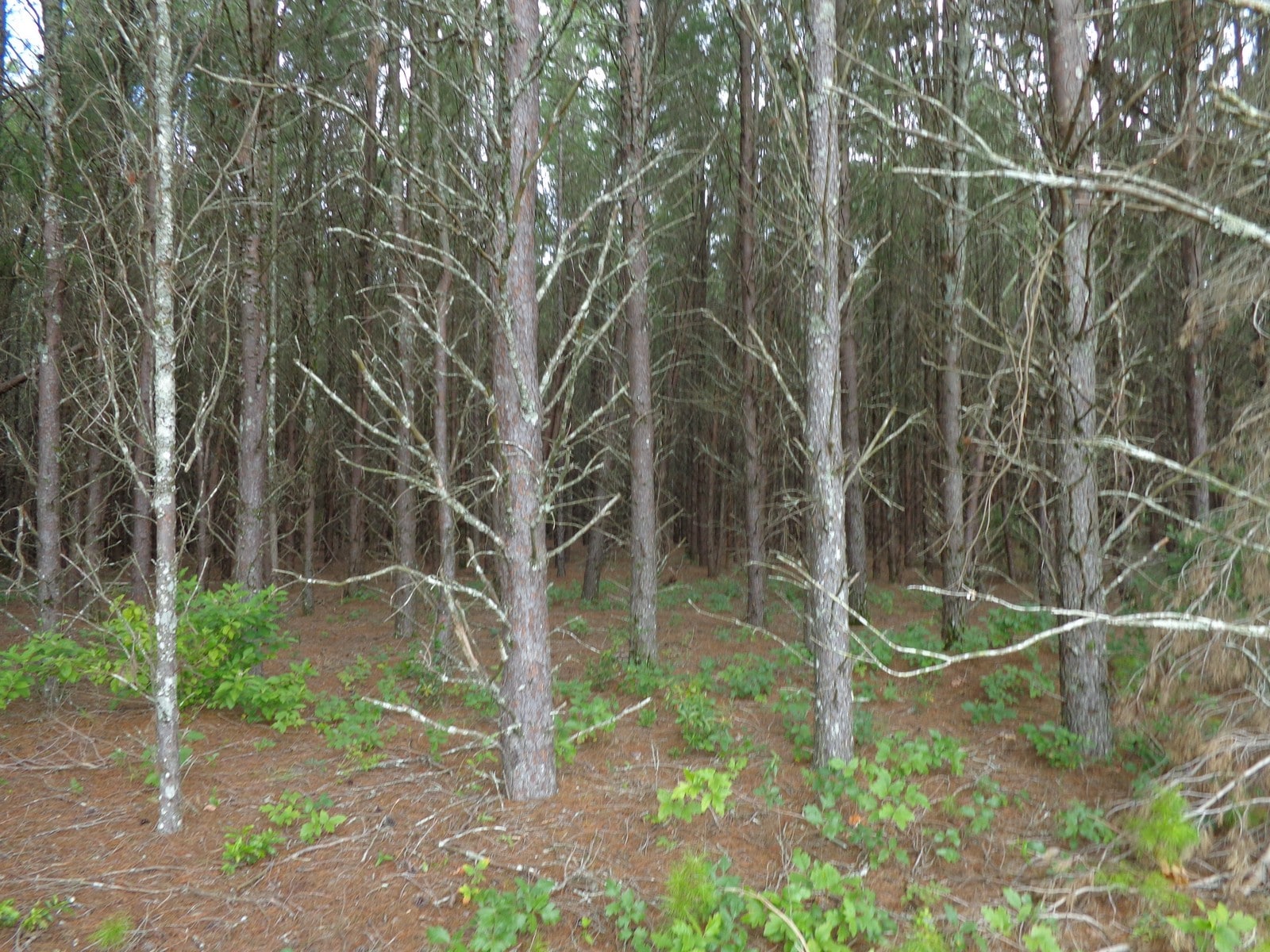 Lee, Madison County, FL Land For Sale 5 Acres