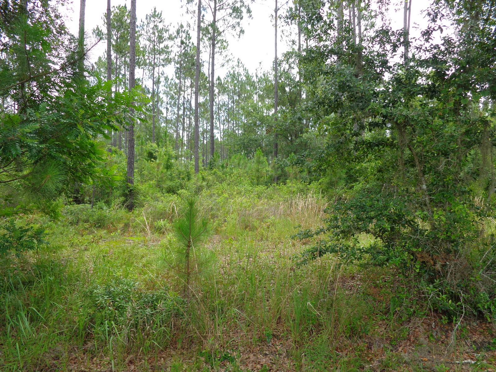 Perry Taylor County, FL Land For Sale 17.3 Acres