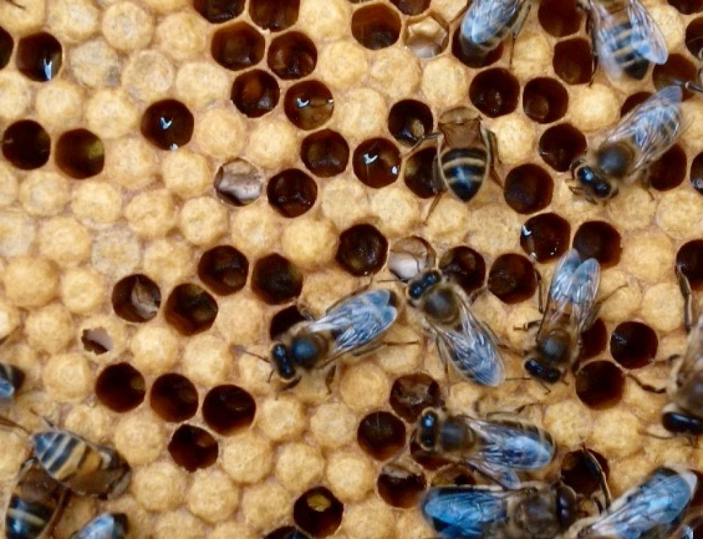 Queen bee, mating flight video Petersfield and District Beekeepers Association