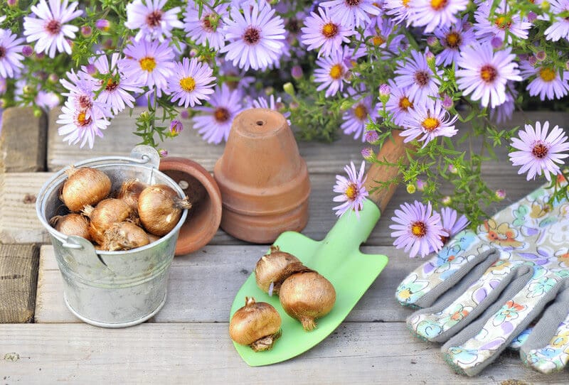 Brighten Your Home with Blooms All Winter Long by Forcing Bulbs