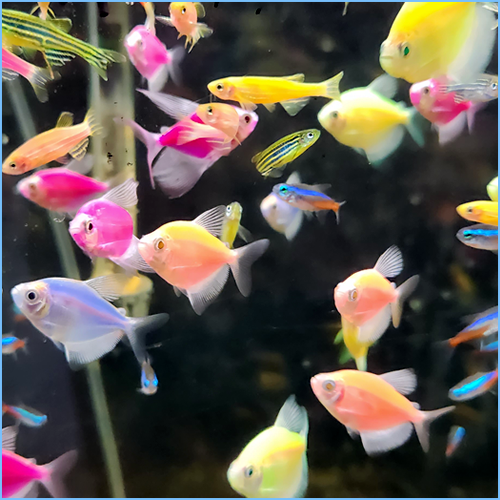 Assorted GloFish (Tetra, Neon, Black Molly, Danio) Pete's Aquariums