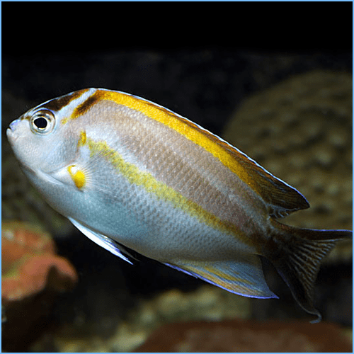 Bellus Angelfish Pete's Aquariums & Fish