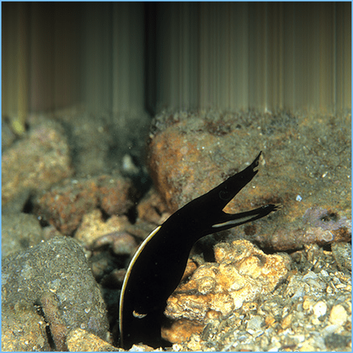 Black Ribbon Eel or LeafNosed Moray Eel Pete's Aquariums & Fish