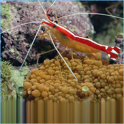 Cleaner Skunk Shrimp Pete's Aquariums & Fish