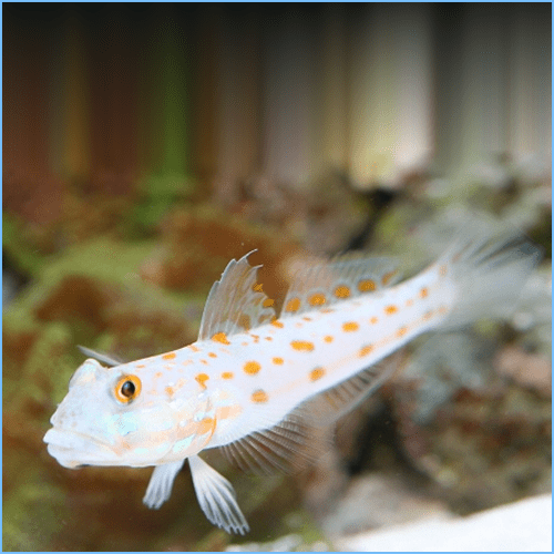 Diamond Watchman Goby or Pretty Prawn Goby | Pete's Aquariums & Fish