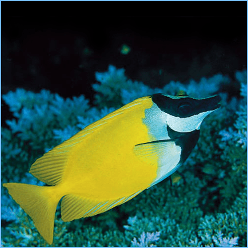Foxface Rabbitfish or Foxface Lo Pete's Aquariums & Fish