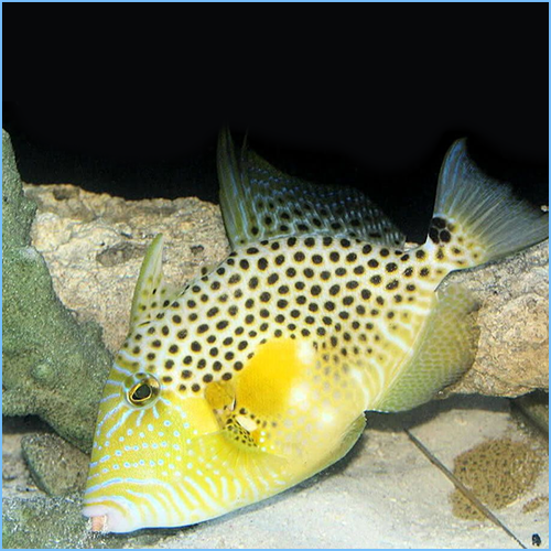 Gold Heart Triggerfish or Bluespotted Triggerfish Pete's Aquariums & Fish