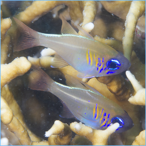 Longspine Cardinalfish or Threadfin Cardinalfish Pete's Aquariums & Fish