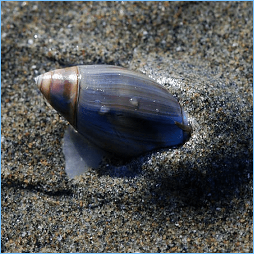 Olive Snails or Olive Shells Pete's Aquariums & Fish