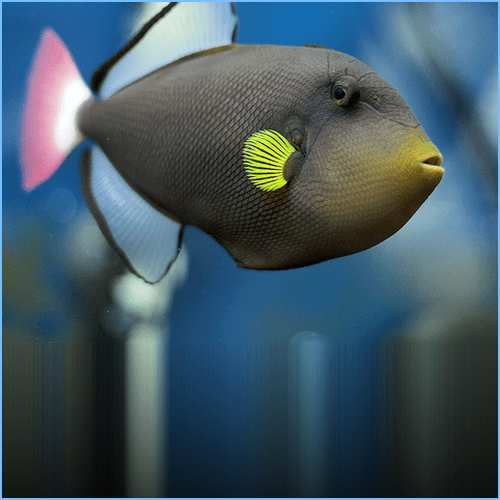 Pinktail Triggerfish Pete's Aquariums & Fish