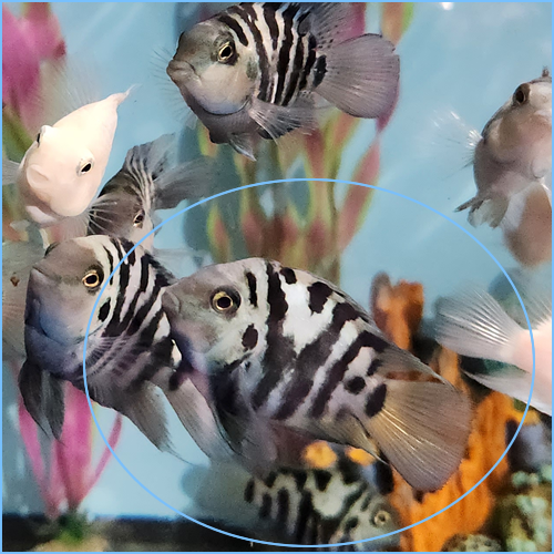 Polar Blue Parrot Cichlid Fish Pete's Aquariums & Fish