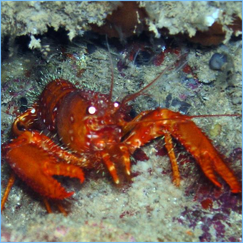 Aquarium Lobsters for Sale Painted Rock Lobster, Red Reef Lobster