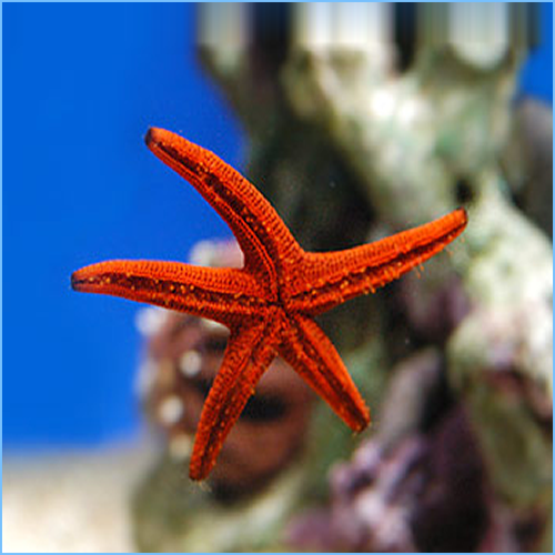 Red Sea Star or Red Starfish Pete's Aquariums & Fish