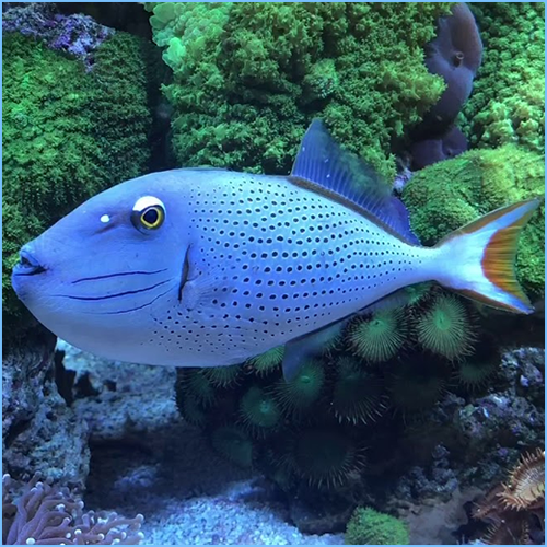 Sargassum Triggerfish or Red Tail Triggerfish Pete's Aquariums & Fish
