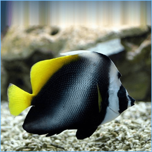 Singular Bannerfish Pete's Aquariums & Fish