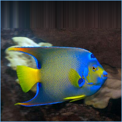 Townsend Angelfish or Bermuda Blue Angelfish Pete's Aquariums & Fish