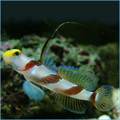 Yellow Rose Goby or HiFin Red Banded Goby Pete's Aquariums & Fish