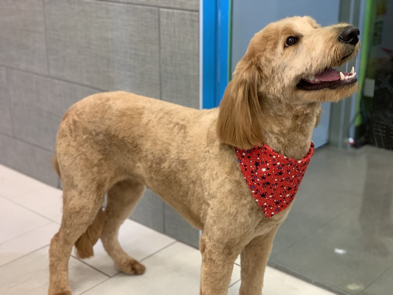 Open a Pet Shop in USA What do you need to know?