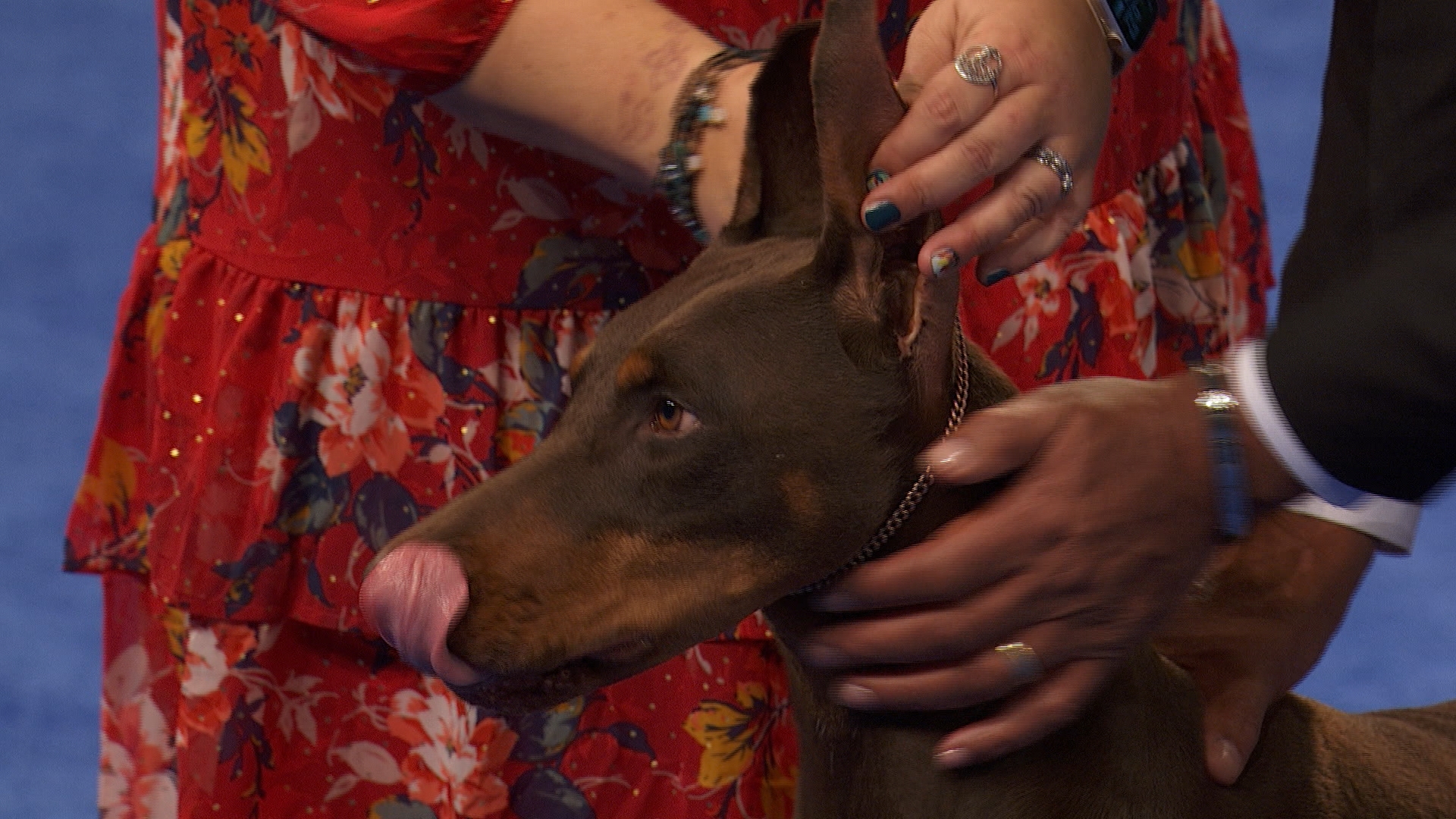 Are Dobermans Good With Cats? An Exploration Of The Compatibility