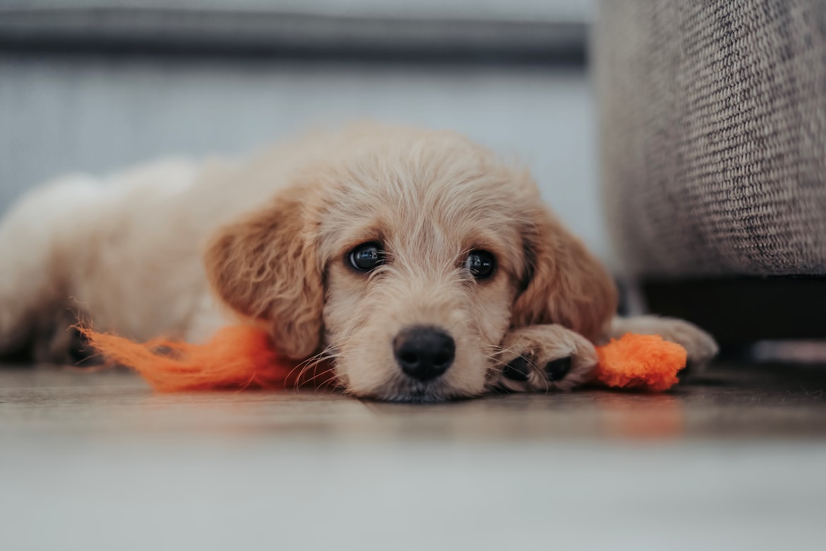 Why Do Dogs Stomp Their Feet? Pet Expert Advice