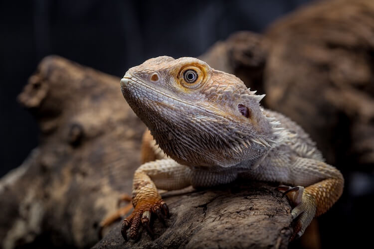 Can Bearded Dragons Eat Isopods? Exploring The Benefits And Risks Of