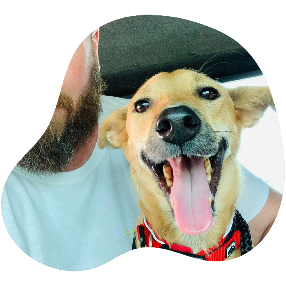 Pet Express Flying Rescued Cats & Dogs from Sri Lanka to Overseas