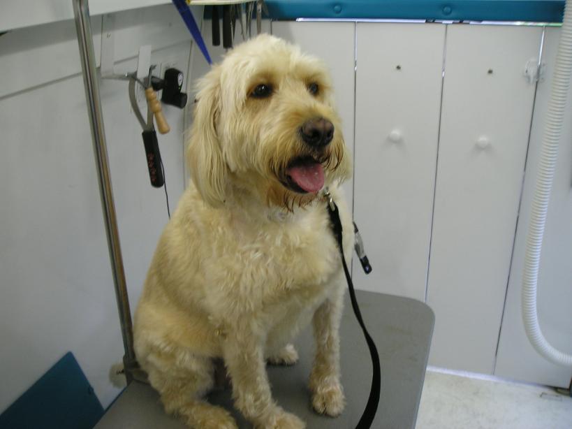 Pet Express Mobile Dog and Cat Grooming