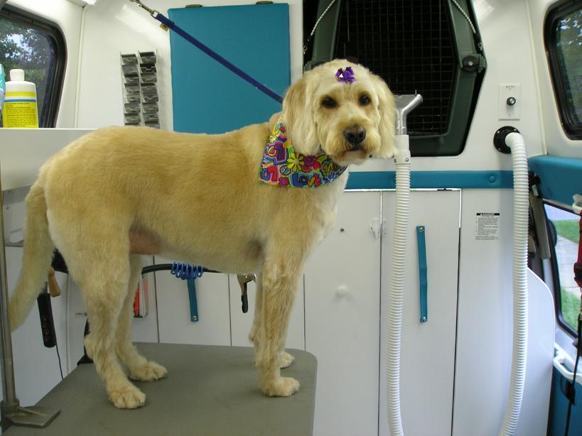 Pet Express Mobile Dog and Cat Grooming