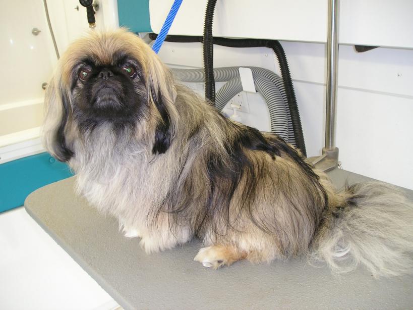 Pet Express Mobile Dog and Cat Grooming