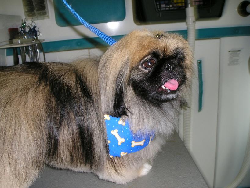 Pet Express Mobile Dog and Cat Grooming