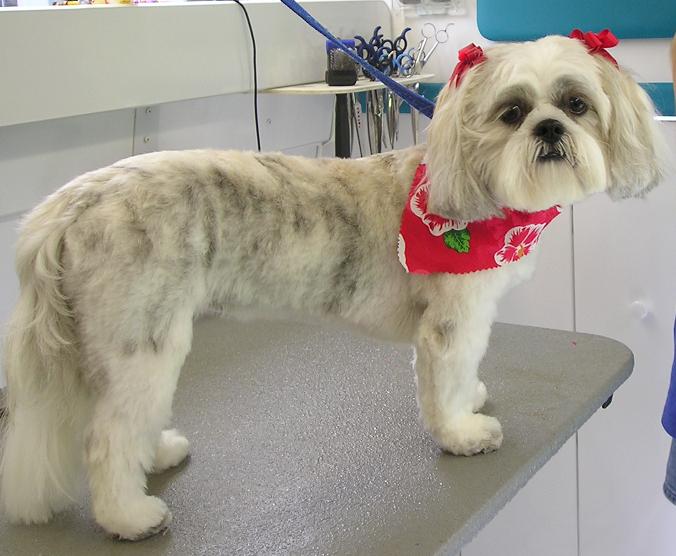 Pet Express Mobile Dog and Cat Grooming