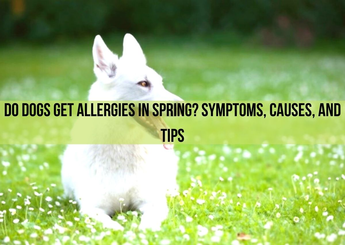 Do Dogs Get Allergies In Spring? Symptoms, Causes, and Tips