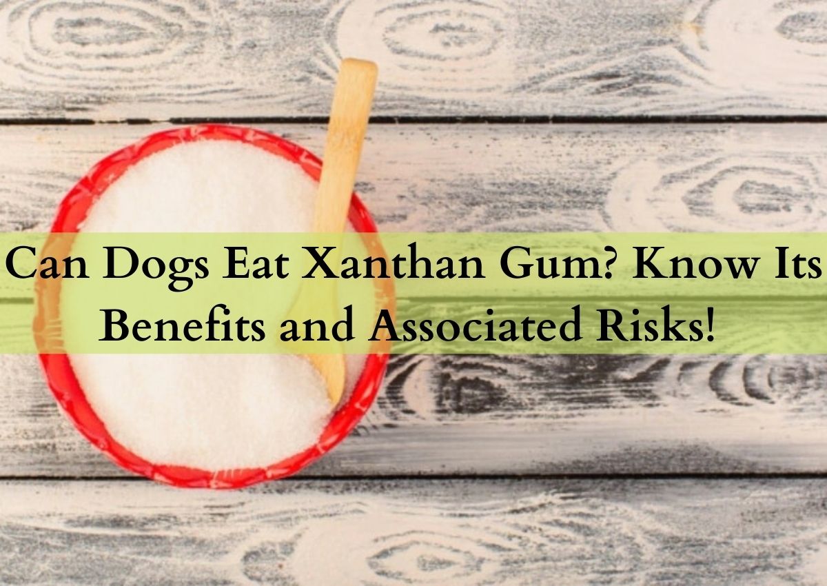 Can Dogs Eat Xanthan Gum? Know Its Benefits and Associated Risks!